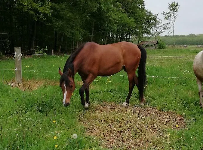 Kwatera prywatna Tankefuld Living's Horsefarm *
